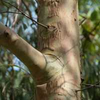 Cider Gum Eucalyptus